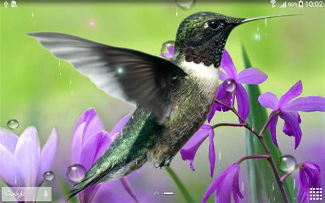 The Hummingbird for Android 